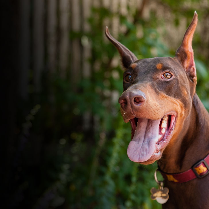 adoption-hp - Doberman Rescue Minnesota | Dog Rescue